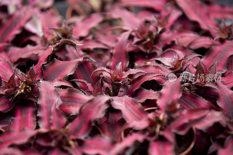 Cryptanthus bivittatus，通常被称为地球之星，美丽的花朵背景